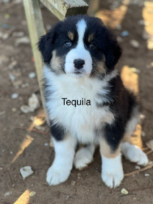 TEQUILA