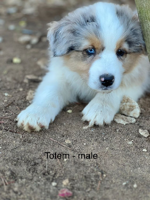 TOTEM